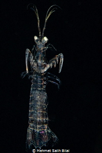 Mantis shrimp looks like a ghost. by Mehmet Salih Bilal 